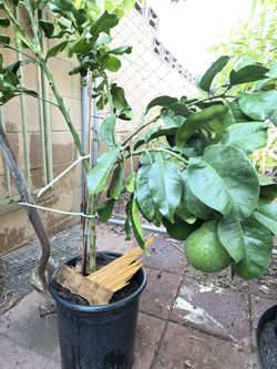 Pomelo