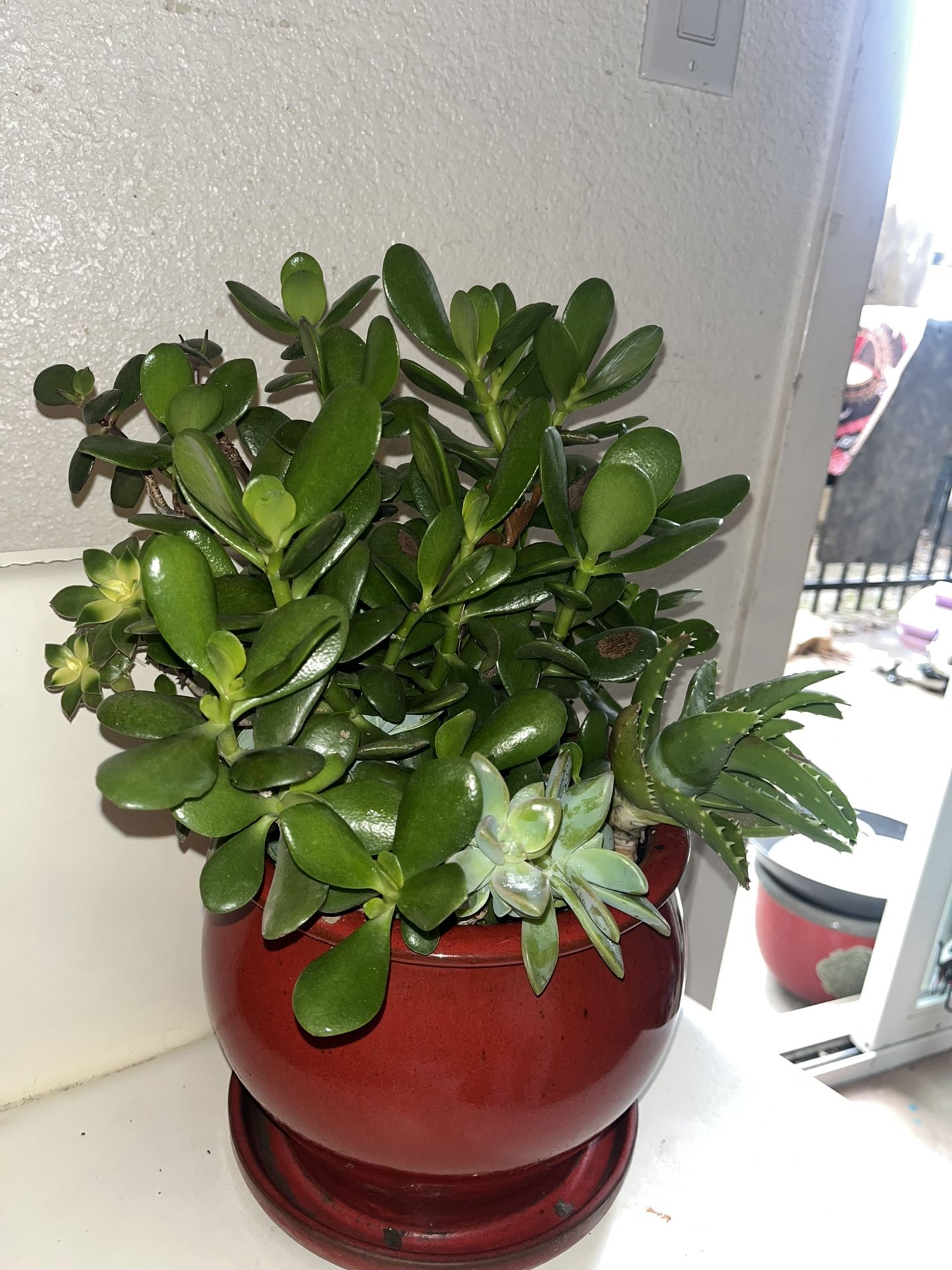 Succulent Arrangement