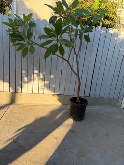 PLUMERIA PLANT WHITE $20 DOLLARS