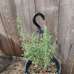 Rosemary O Romero Plant 