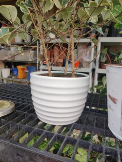 White Ceramic Pot For Plant
