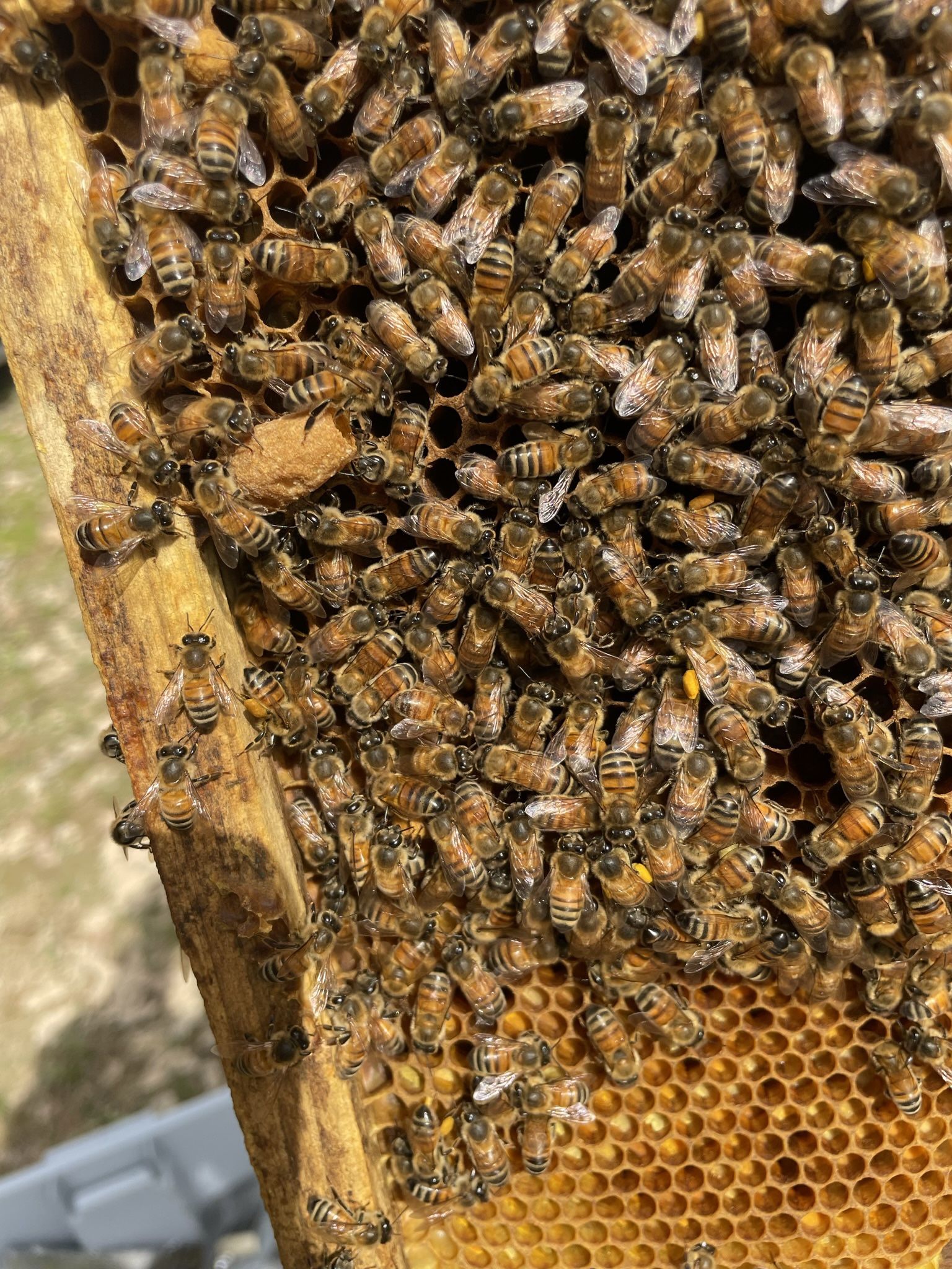 Honey Bee’s