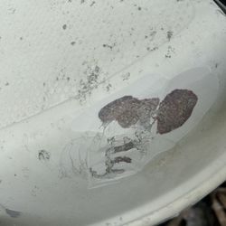 Fiberglass Fiberglass 