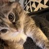 Cat Shepherd