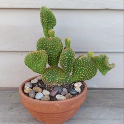 Crazy Bunny Ears Cactus Pot 🌵 