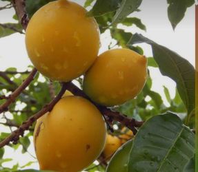 Abiu/ Yellow Caimito fruit tree