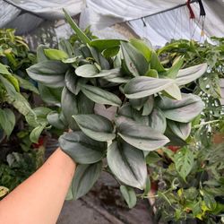 6” scindapsus moonlight