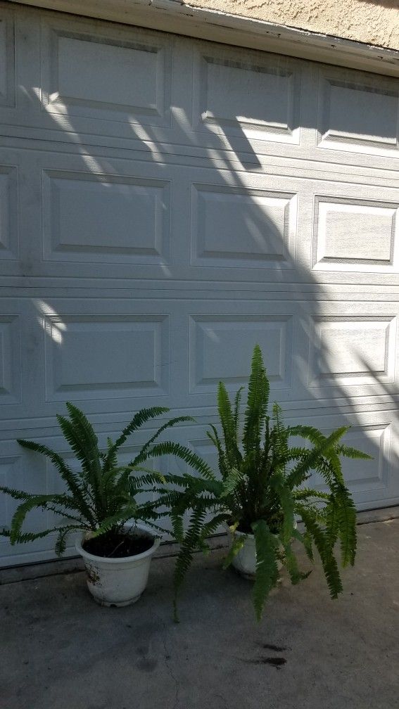 Plantas de elechos fern Plants