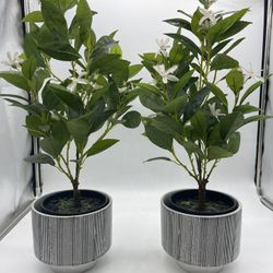 Pair Artificial Decor Plants - Used For Staging Purposes Only 