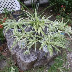 Spider Plant In A Pot $3-$5