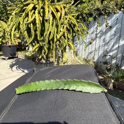 Dragon fruit plant cuttings Tricia, Natural Mystic, Sugar Dragon, Palora Yellow,Sin Espinas, Dark Star, 