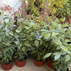 ♥️VARIEGATED Weeping Fig Low maintenance & stress-reducing, perfect for busy plant lover♥️