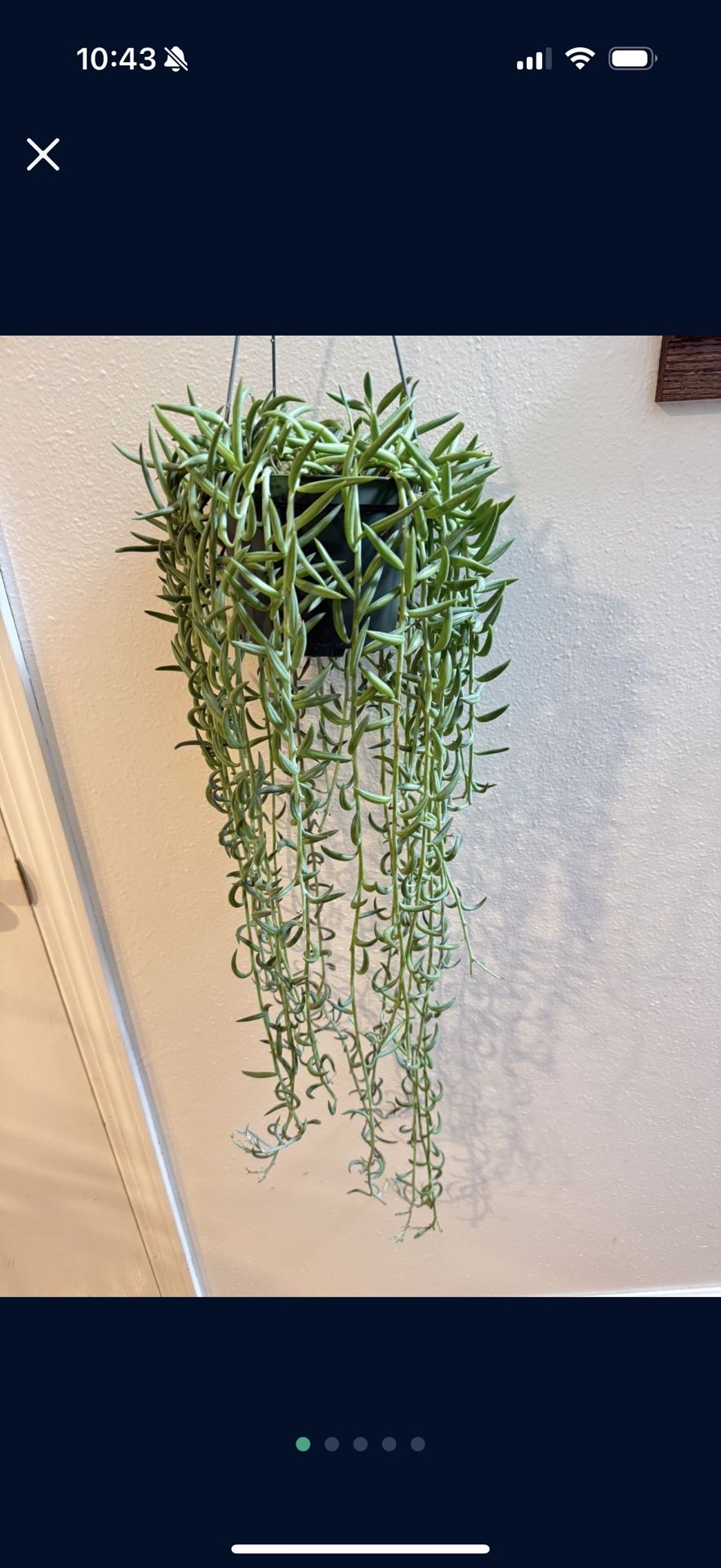 Houseplant Succulents String Of Hooks 5”