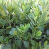 Paradise Earth Nursery