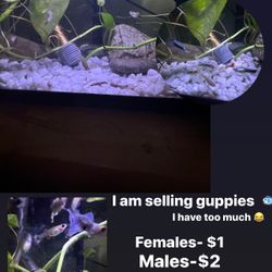 Guppy Tank