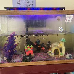 Fish Tank Set Up