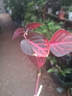 The Bloodleaf Plant $10