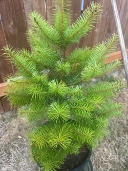 Evergreen tree