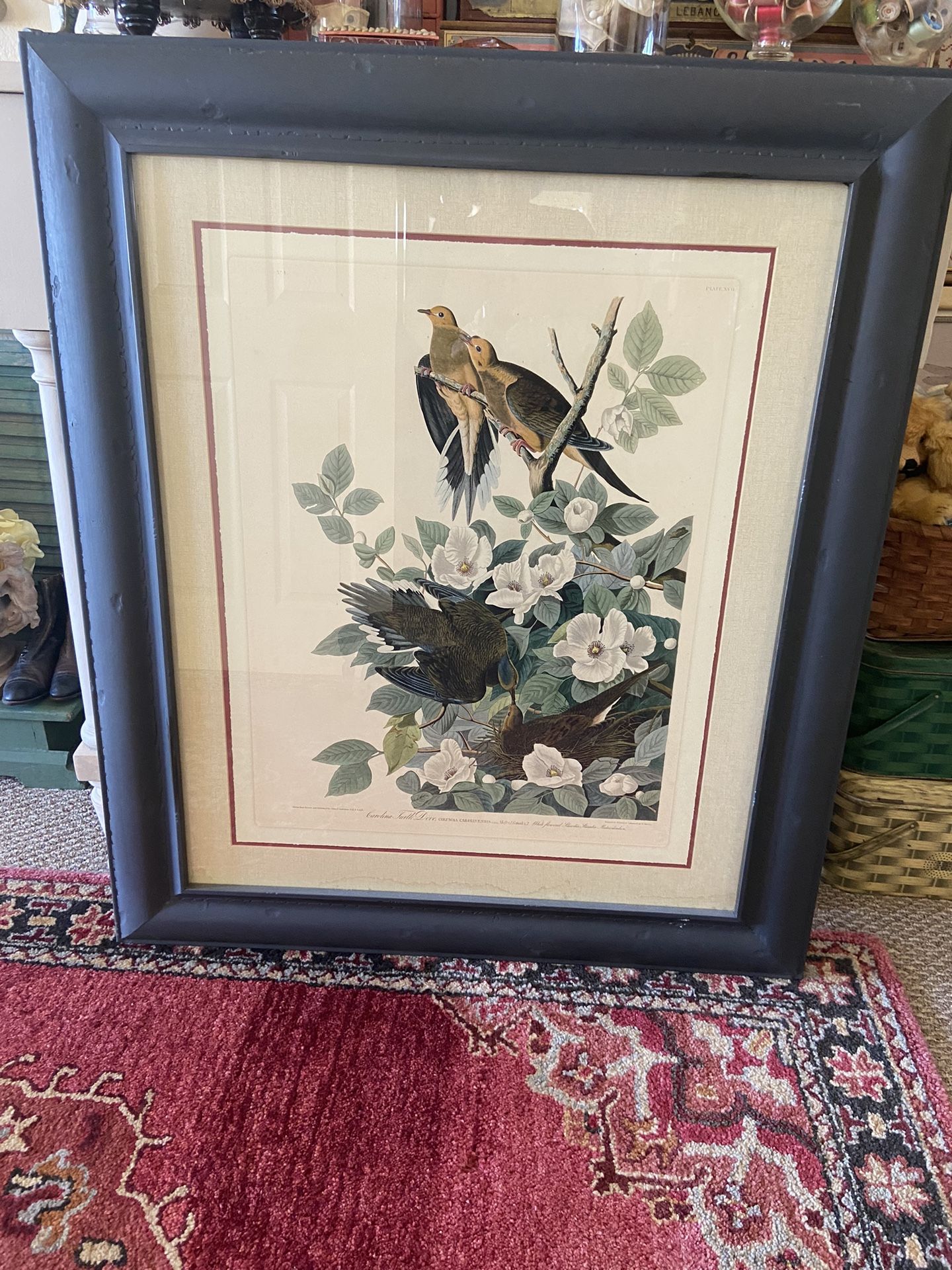 Audubon~Carolina Turtle Dove Framed Print