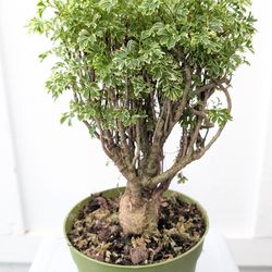 Aralia Ming Gold Stump Plant 6" Pot - Indoor House Plants