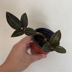 Beautiful Plant