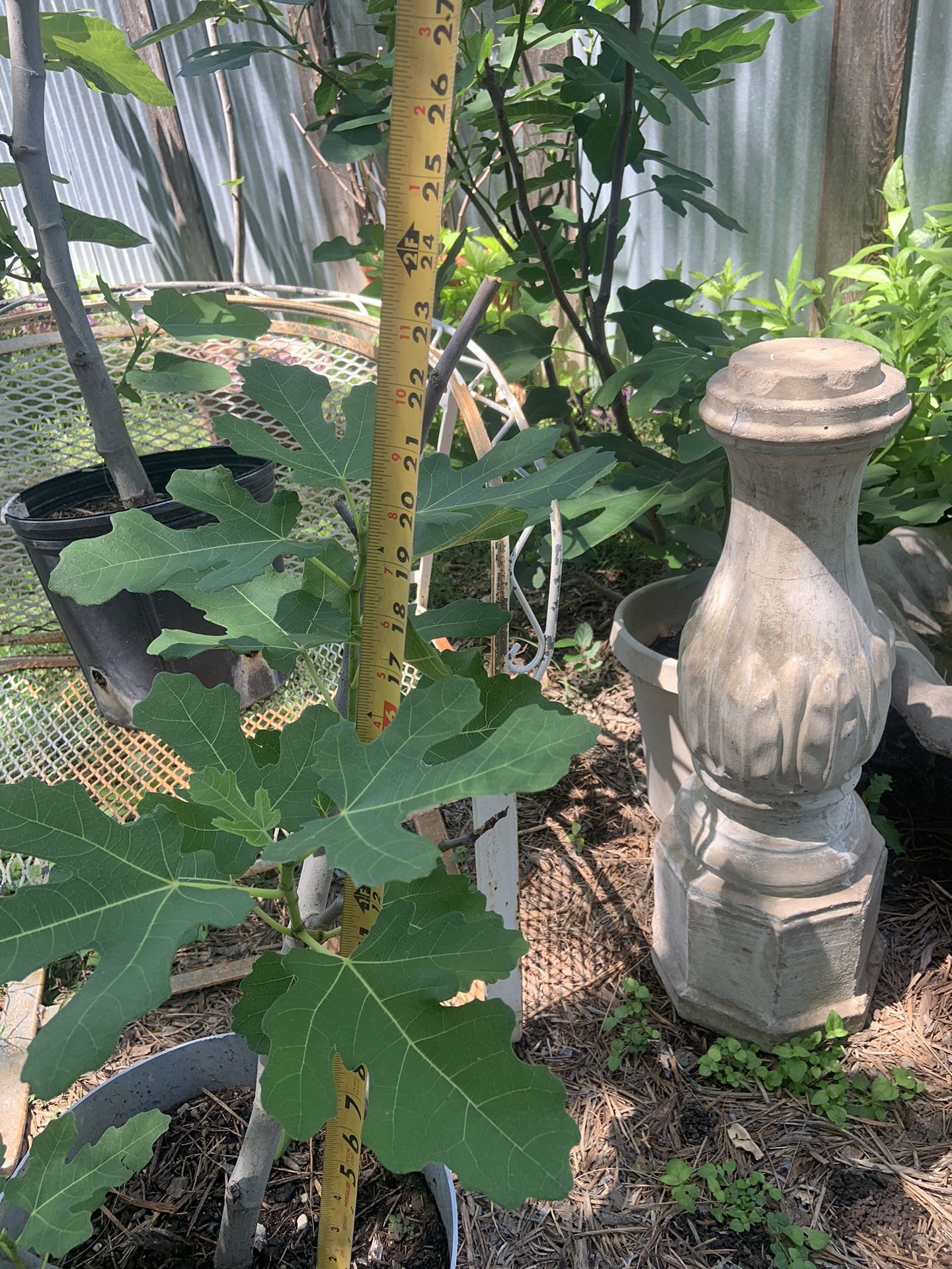 Fig Tree for Sale in San Antonio, TX OfferUp