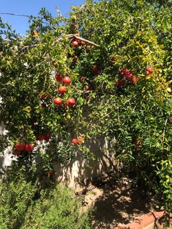 POMEGRANATES