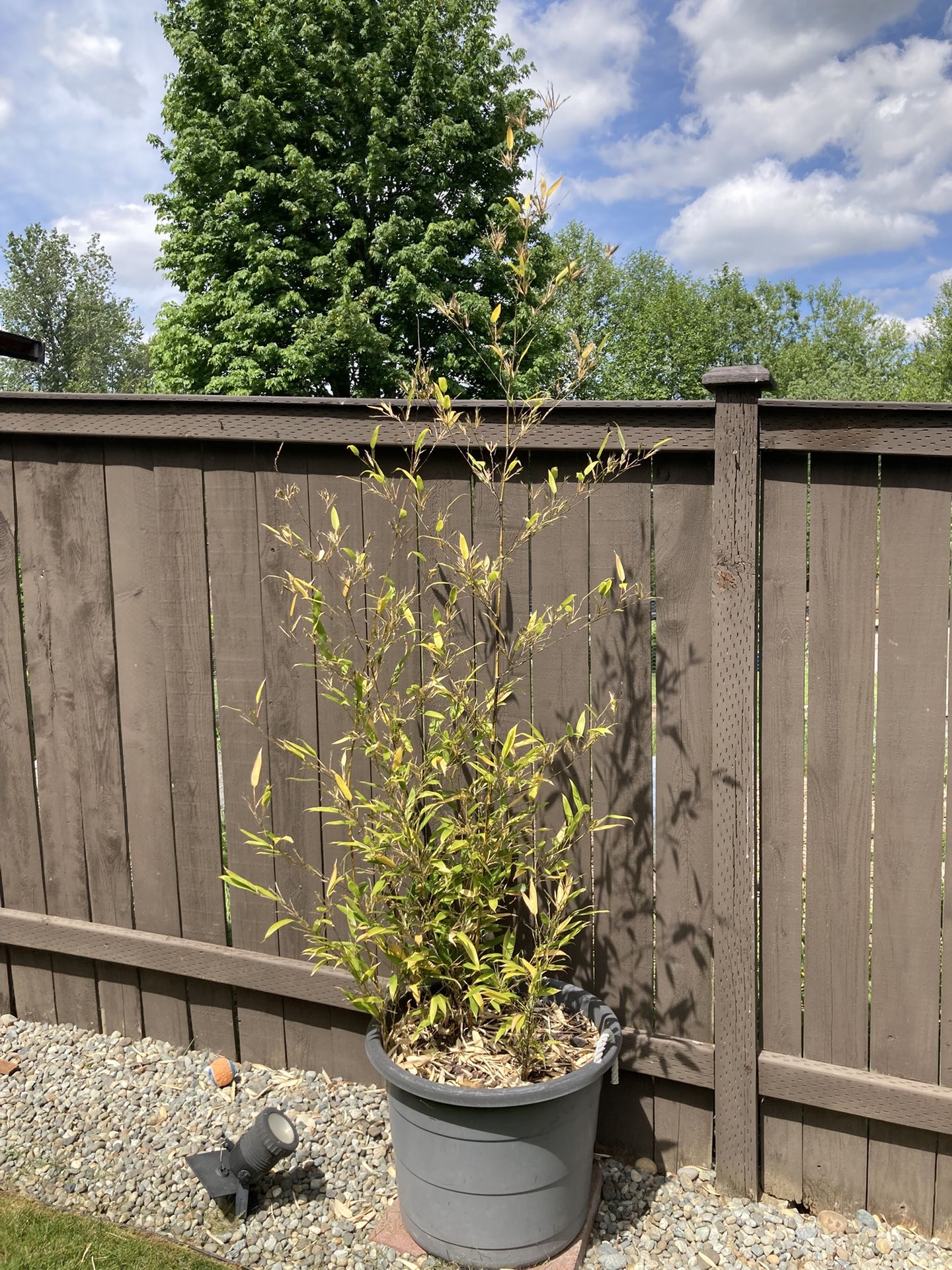 Black Bamboo