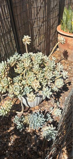 Large Potted Ghost Plant Succulent (Graptopetalum paraguayense)