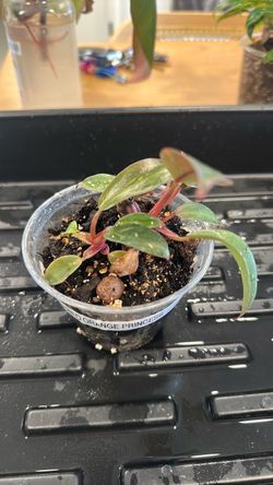 Philodendron Orange Princess