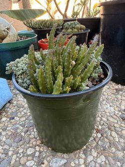 Small Starfish Flower Cactus (Stapelia scitula) and the Corsican Stonecrop succulent