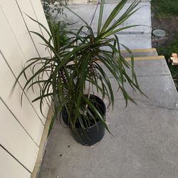 Beautiful, And Healthy Dra arma Plant For Sale