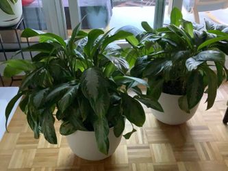 Selling 2 large plants