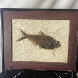 Framed Fossil fish Diplomystus Species Lincoln County Wyoming 15.5“ X 12.5“