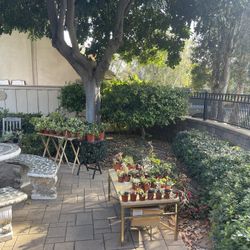 PLANTS FOR SALE! 🪴