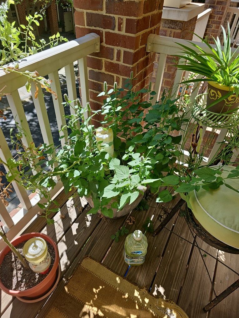 Large planter of Fresh Anise Hyssop!!!