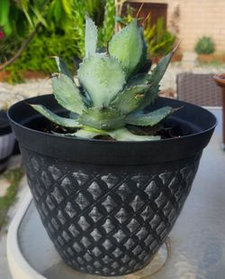 Assorted plants in 9" Diameter pot