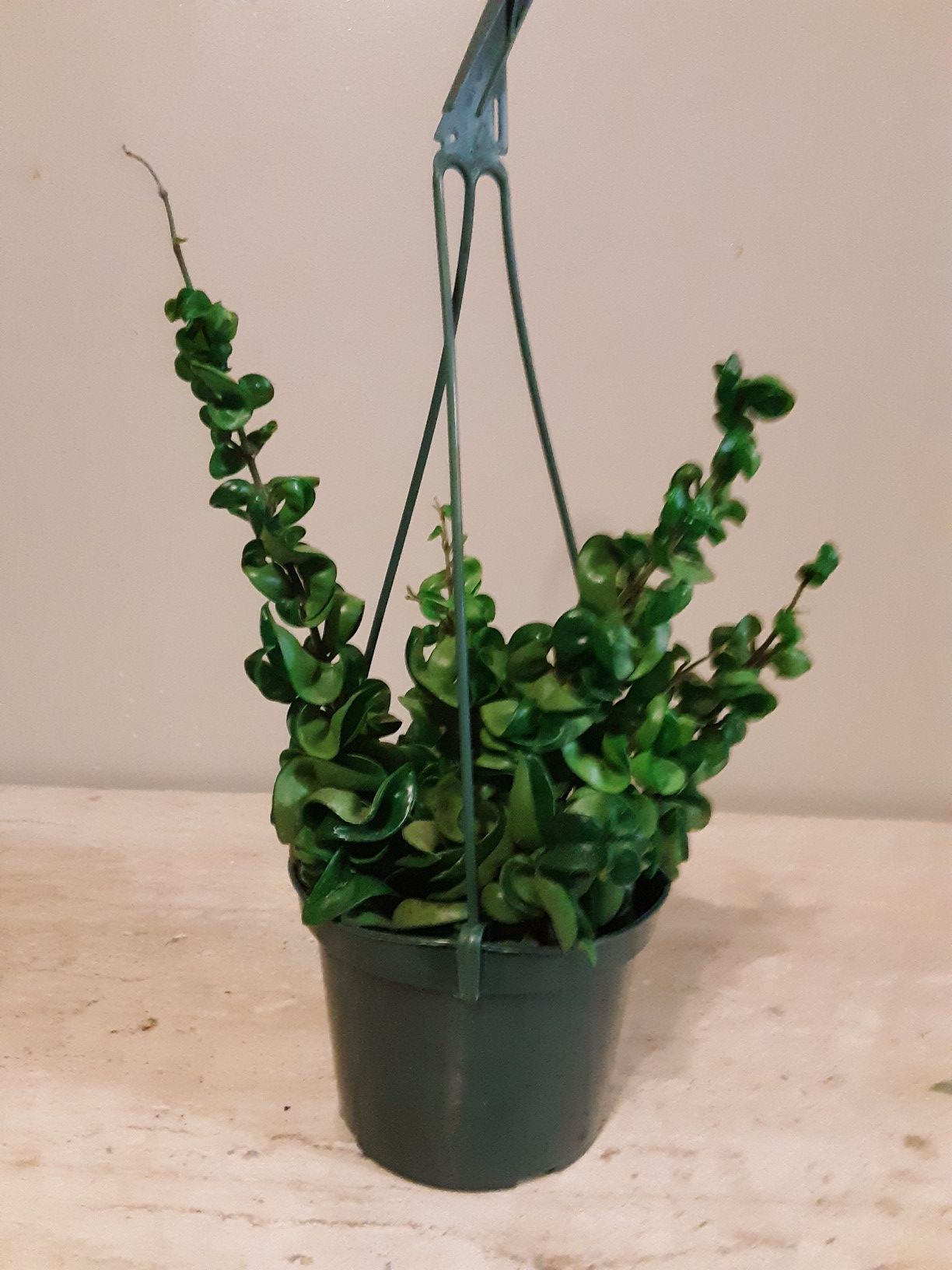Hoya hindu rope plants 6 inches pot