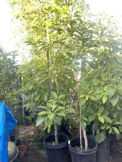 Avocado Trees
