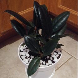 Black rubber house plants$18 Each pot