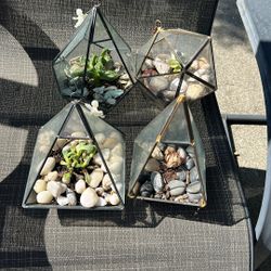 4 Glass Cylinder Cube W/ Succulent