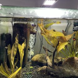 10G curved glass fish tank + suppplies