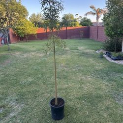 Queensland Bottle Tree 5gl.  