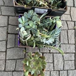 Free Plant/Succulent Cuttings
