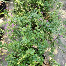 Mexican Heather Plant