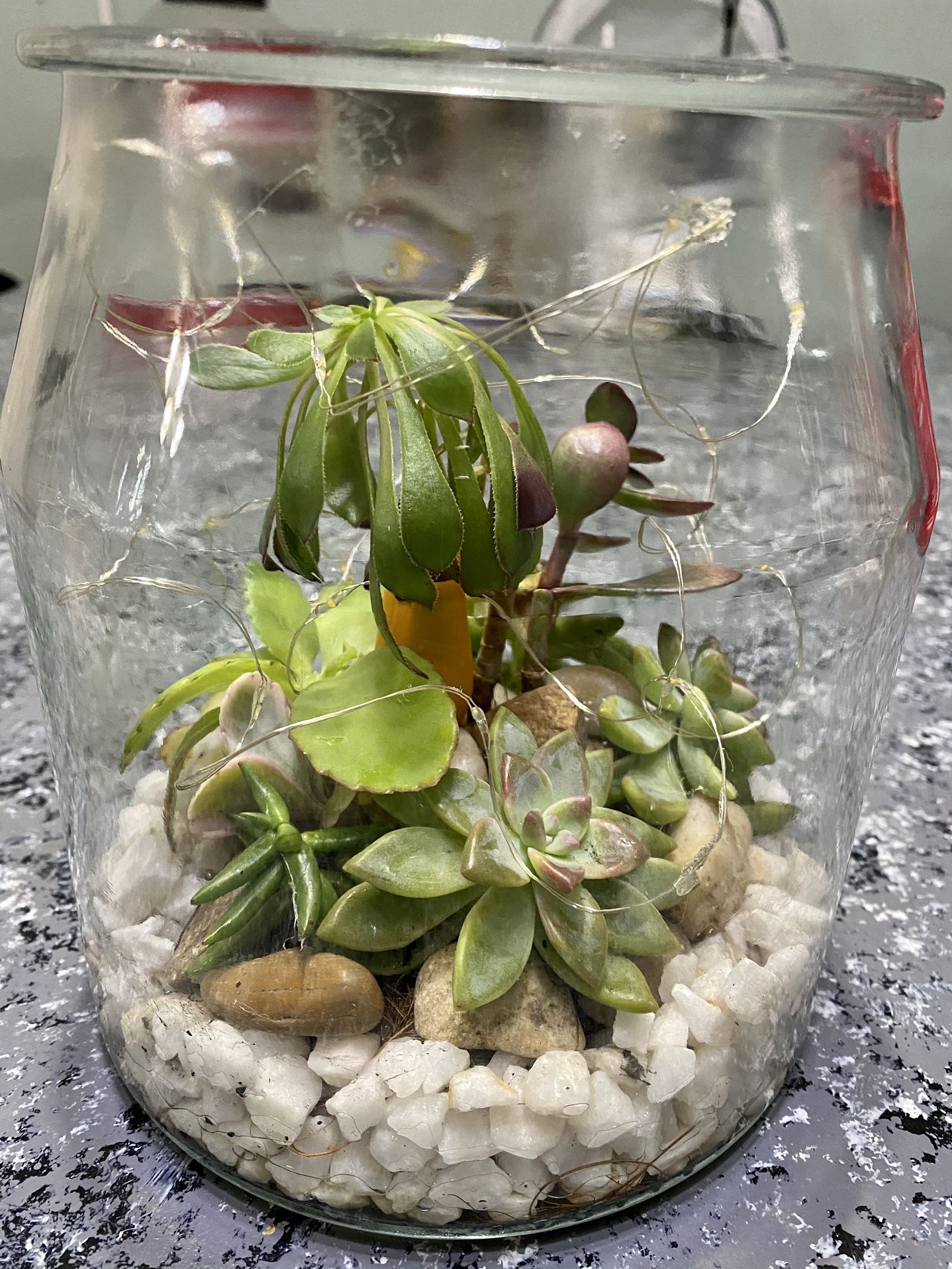 Succulent In Glass