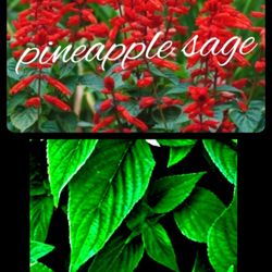 Herbs plants and much more different prices  prices from $10 $ UP Se habla espanol Message Me for address please 