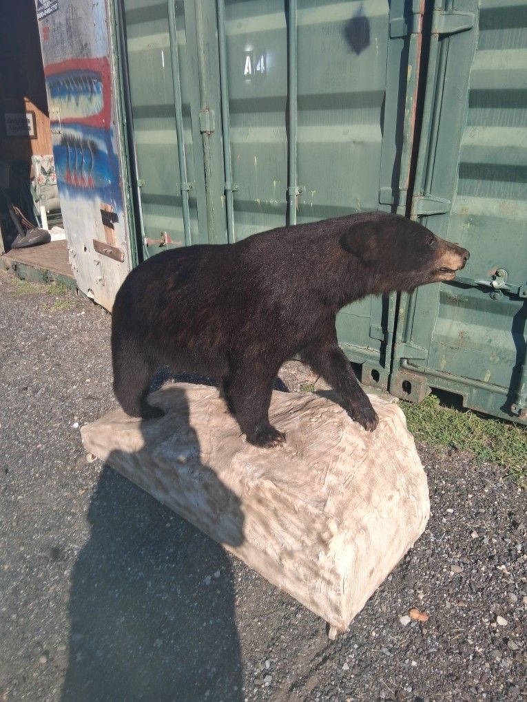 Taxidermy Bear