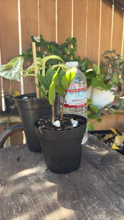 Zz plant