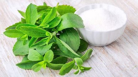 Stevia plant 🪴 in 1gal plantas  de estevia